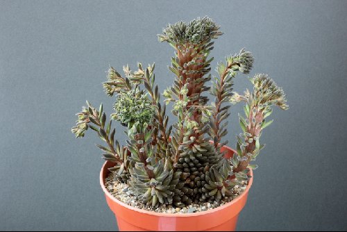 Sedum indicum yunnanensis