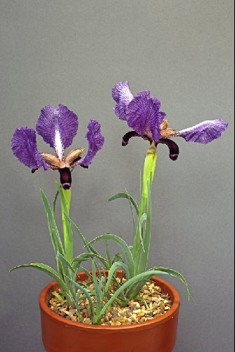 Iris paradoxa