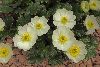 <em>Ranunculus alpestris</em>