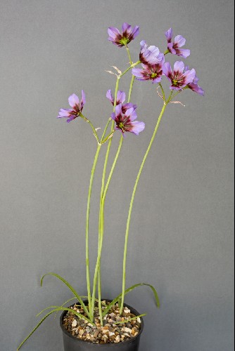 Leucocoryne purpurea