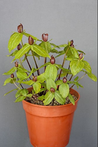 Trillium sessile
