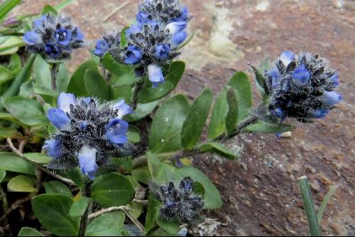 Alpine speedwell, Wormskiold's var., Veronica alpina var