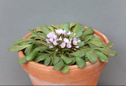 Claytonia megarhiza nivalis