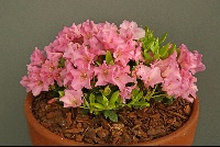 Rhododendron 'Oban'
