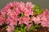 <em>Rhododendron</em> 'Oban'