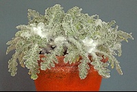 Tanacetum leontopodium