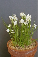 Hyacinthoides vincentina 'Alba'
