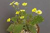 <em>Coluria omeiensis ssp nanchengensis</em>