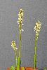 <em>Neotinea maculata</em>