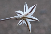 Tristagma nahuelhuapinum