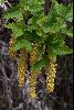 <em>Ribes magellanicum</em>