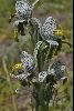 <em>Chloraea magellanica</em>
