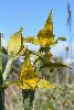 <em>Chloraea alpina x magellanica</em>