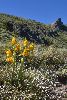 <em>Chloraea alpina</em>