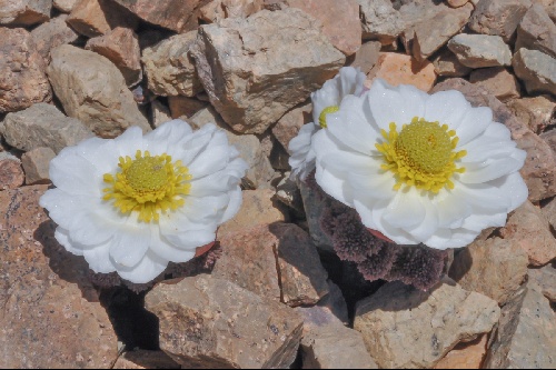 Ranunculus semiverticillatus