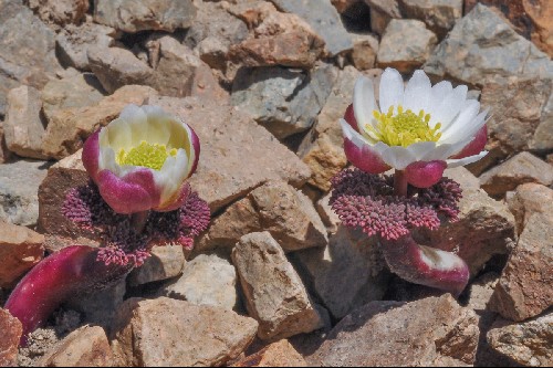 Ranunculus semiverticillatus