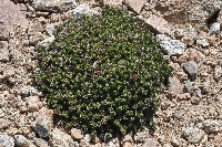 Nassauvia pymaea