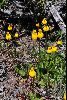 <em>Calceolaria biflora</em>