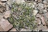 <em>Nassauvia argyrophylla</em>