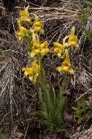Chloraea alpina x magellanica