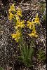 <em>Chloraea alpina x magellanica</em>
