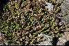 <em>Nassauvia pygmaea</em>