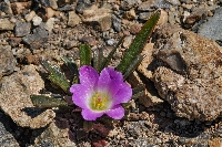 Calandrinia graminifolia