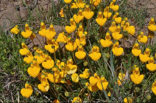 Calceolaria Prichardii Alpine Garden Society