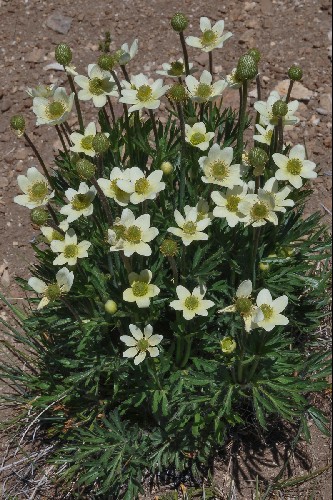 Anemone multifida