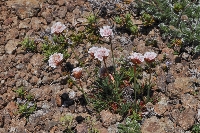 Armeria maritima subsp. patagonica