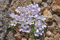 Oxalis adenophylla