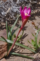 Rhodophiala andicola