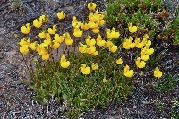 Calceolaria borsinii