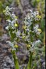 <em>Chloraea magellanica</em>