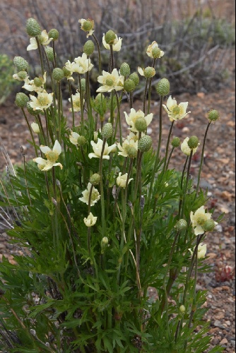 Anemone multifida