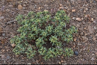 Euphorbia collina