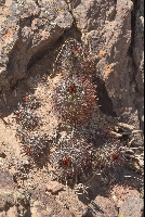 Austrocactus coxii