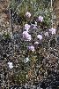 <em>Armeria maritima subsp. patagonica</em>