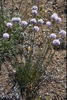 Armeria maritima subsp. patagonica