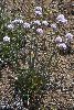 <em>Armeria maritima subsp. patagonica</em>