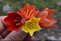 Variation 'Tulipa montana'