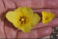 Variation 'Tulipa montana var. chrysantha'