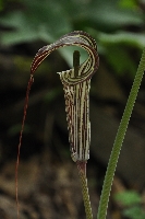 Arisaema ciliatum var. liubaense
