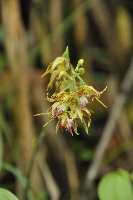 Calanthe arcuata var. brevifolia