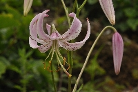Lilium langkongense