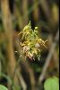 <em>Calanthe arcuata var. brevifolia</em>