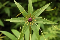 Paris polyphylla