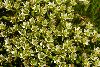 <em>Arenaria kansuensis</em>