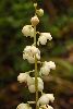 <em>Pyrola rotundifolia var. chinensis</em>