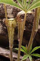 Arisaema ciliatum var. ciliatum
